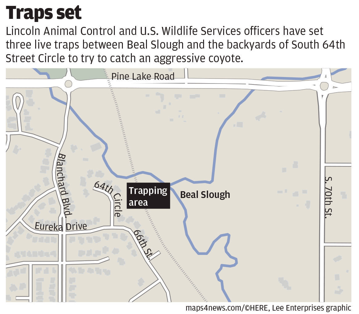 Coyote traps set